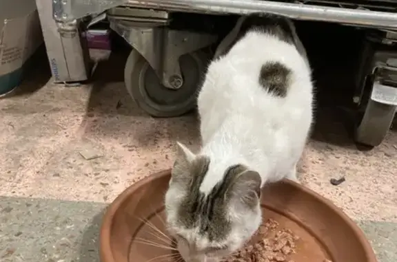 Chat blessé trouvé à Carrefour Saran - photo