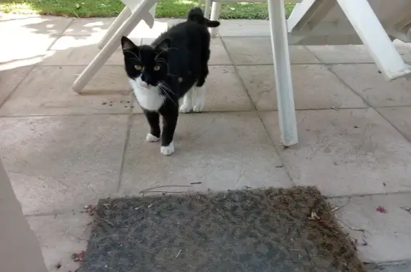 Chat câlin trouvé à Écully, cherche maître - photo