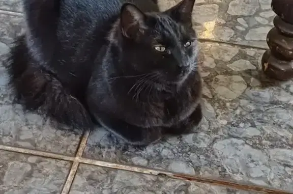 Missing Black Cat - Jan Fiskaal St, Pretoria