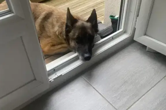 Animaux perdus , photo: Chien âgé de 13 ans perdu à Saint-Léger-en-Bray