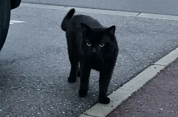 Chat noir blessé trouvé rue Marc Seguin - photo