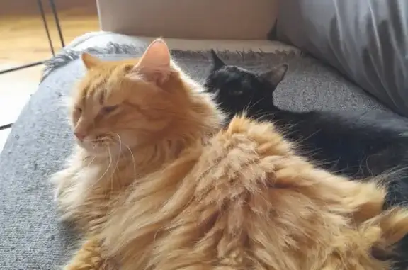Animaux perdus , photo: Chat roux perdu aux Hôpitaux-Vieux