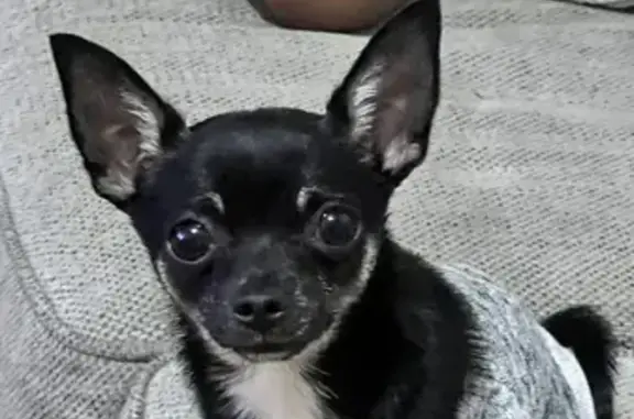 Lost Chihuahua: Black with White Cross, 4th Ave