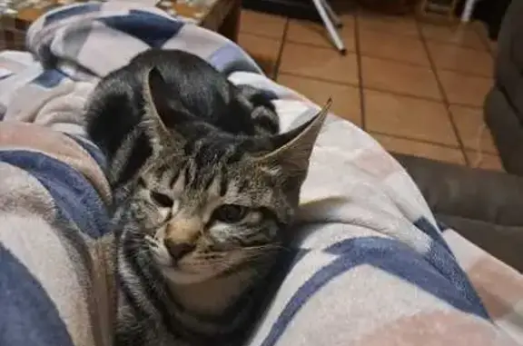 Missing Short-Legged Marble Tabby Cat