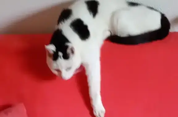 Animaux perdus Thaon-les-Vosges, photo: Chat perdu : blanc et noir, castré, peureux