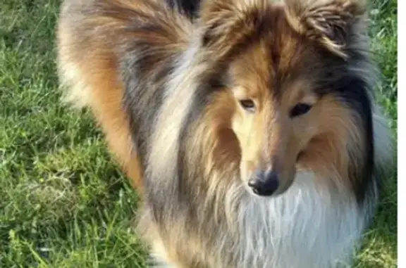 Chien perdu , photo : Chien perdu entre Col Amic et Grand Ballon