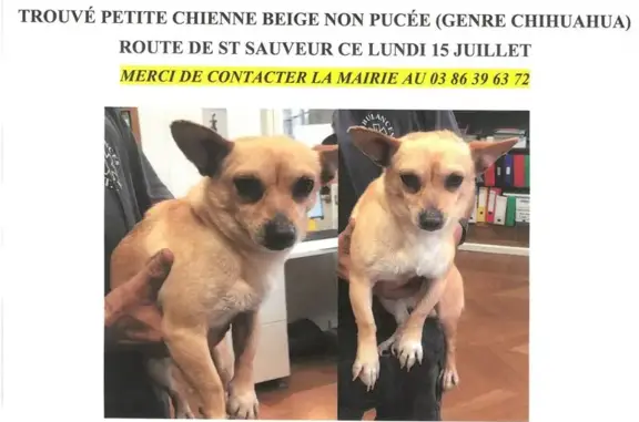 Chienne beige type chihuahua trouvée à Saint-Amand - photo
