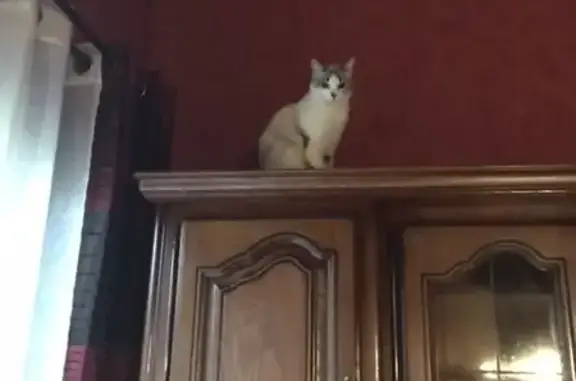 Animaux perdus Tournefeuille, photo: Chatte blanche disparue, yeux bleus, Tournefeuille