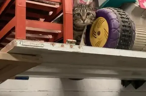 Chat femelle tigrée trouvée à Amiens - photo