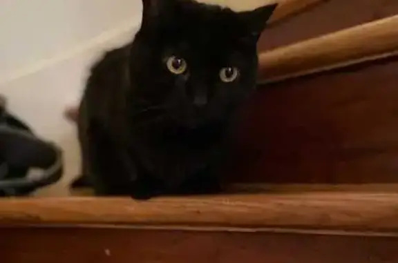 Animaux perdus Neuilly-Plaisance, photo: Chatte noire craintive perdue à Neuilly