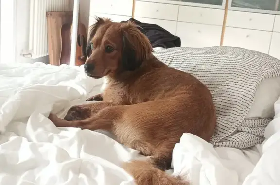 Chien trouvé errant à Jardiland Toulouse - photo