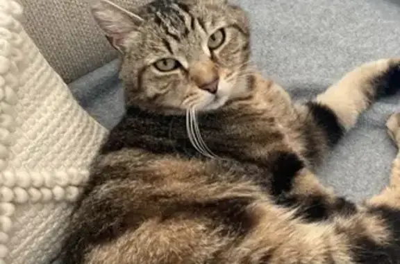 Animaux perdus Allinges, photo: Chat européen perdu à Allinges, secteur Mésinges