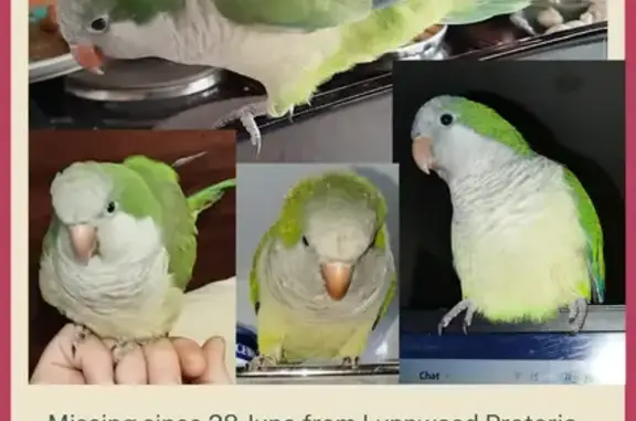 Lost Green & Grey Quaker Parrot in Pretoria