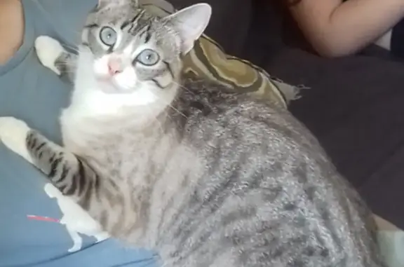 Chat perdu, Rennes, photo: Chatte stérilisée 2 ans perdue à Rennes