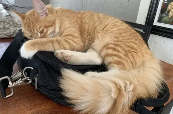 Help Find Matzah: Missing Ginger Cat in Sandton