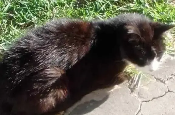 Lost Cat: Black with White Paws in NSW