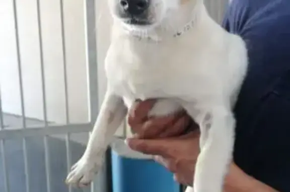 Missing Jack Russell: White/Tan, 5 Yrs, Cape Town