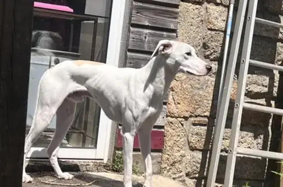 Chien perdu: Lévrier blanc/marron à Ploumagoar - photo