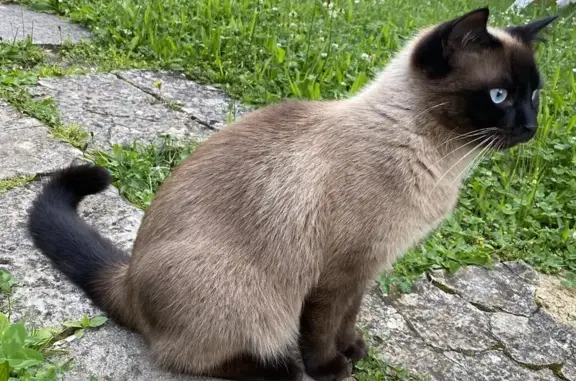 Chat siamois mâle perdu à Gézier-et-Fontenelay - photo