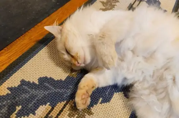 Chat perdu: Doudou, Red Point 6 ans - photo