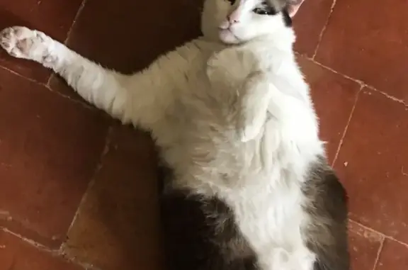 Chat perdu, Ventabren, photo: Chat perdu, mâle sociable, Ventabren