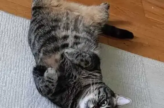 Animaux perdus Asnières-sur-Seine, photo: Chatte tigrée grise perdue à Asnières