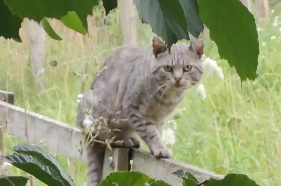 Chat mâle entier gris tigré trouvé à Planaise - photo