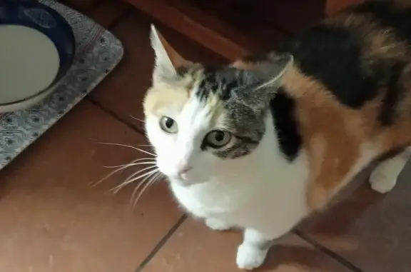 Missing Calico Cat - Last Seen June 14, Bunker Rd