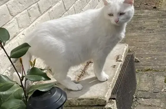 Chat perdu, Lumbres, photo: Chat perdu Rue Dr Pontier, Lumbres