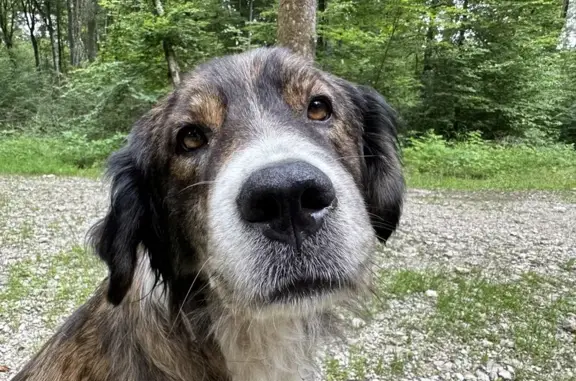 Deux chiens trouvés: femelle et mâle au Gratteris - photo