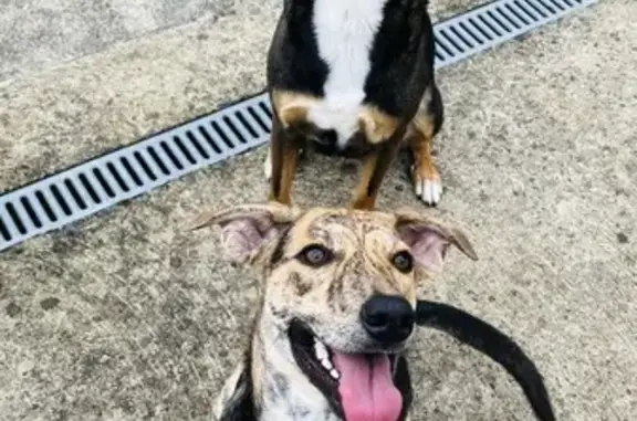 Chien perdu , photo : Chiens disparus à Saint-André-de-Messei