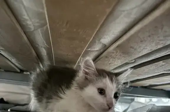 Chaton gris et blanc trouvé à Cahors - photo