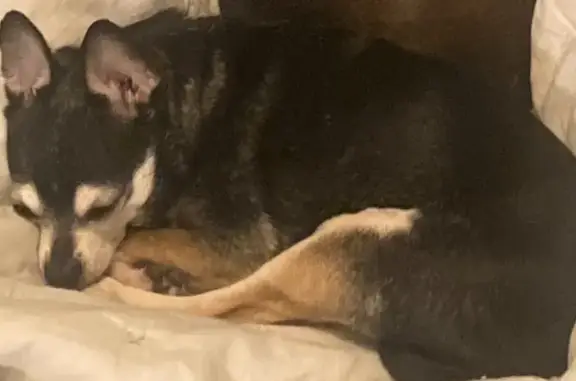Urgent: Missing Seizure Alert Dog Burrito