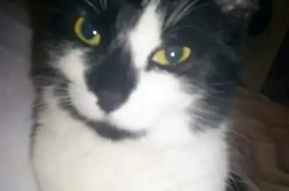 Animaux perdus , photo: Chat femelle noire et blanche perdue à Clérey