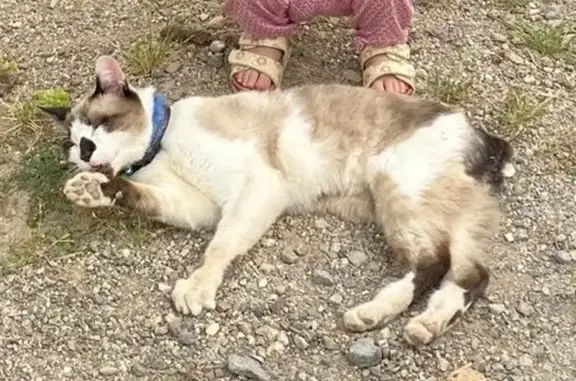 Animaux perdus Roujan, photo: Chat siamois seal point perdu à Roujan