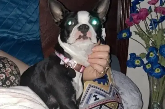 Help Find Our Missing Boston Terrier!