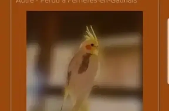 Animaux perdus , photo: Perruche Calopsitte perdue le 10/7 à Ferrières