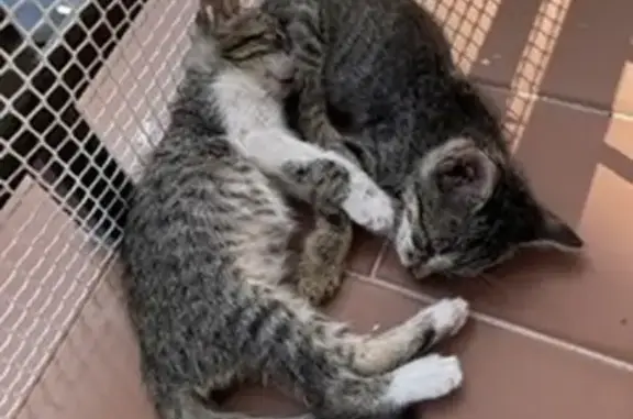 Gatitas Atigradas Rescatadas en Autopista