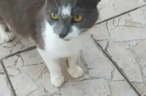 Animaux trouvés Trévol, photo: Chat trouvé route des Quatre Vents, Trévol