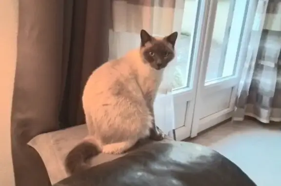 Chat perdu, , photo: Siamois 2 ans disparu à Ormoy-la-Rivière