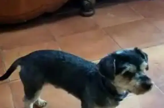 ¡Ayuda! Perro con Chip Holandés Perdido