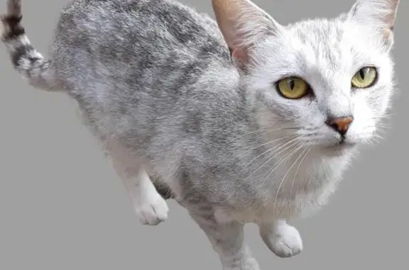 Animaux trouvés , photo: Jeune chatte grise trouvée à Ballon-Saint-Mars