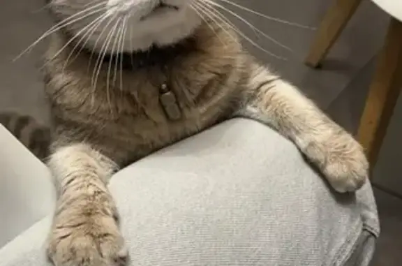 Animaux perdus La Chapelle-sur-Erdre, photo: Chatte grise tigrée perdue à La Chapelle-sur-Erdre