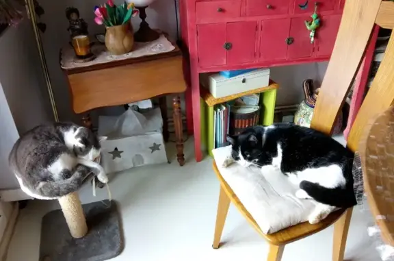 Chat noir et blanc perdu, collier vert, Fayence - photo