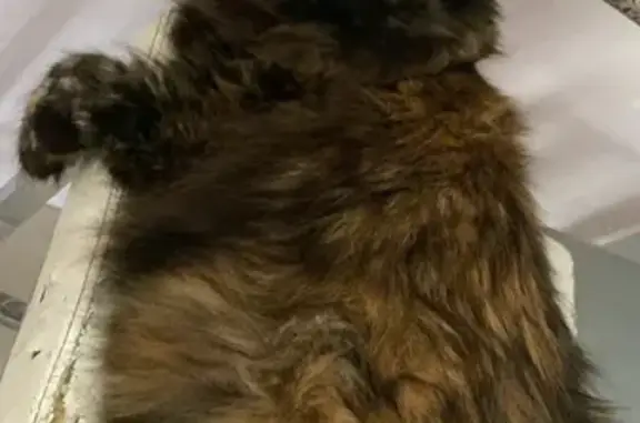 Missing Female Tortoiseshell Cat - Gold Coast