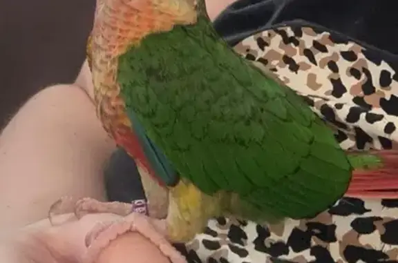 Lost Bird: Sweet Jacko, 1 Yr, Sutherland Shire