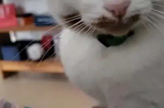 Chat perdu, Dompierre-sur-Mer, photo: Chatte disparue à Dompierre-sur-Mer