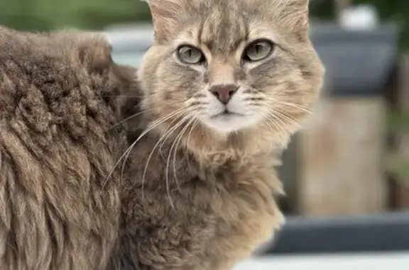 Animaux perdus , photo: Chatte tigrée perdue à Saint-Pierre-de-Genebroz