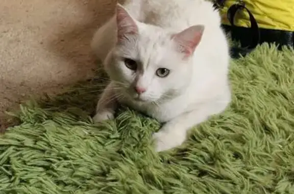 Lost White Cat with Green Eyes - Burnside Rd 54