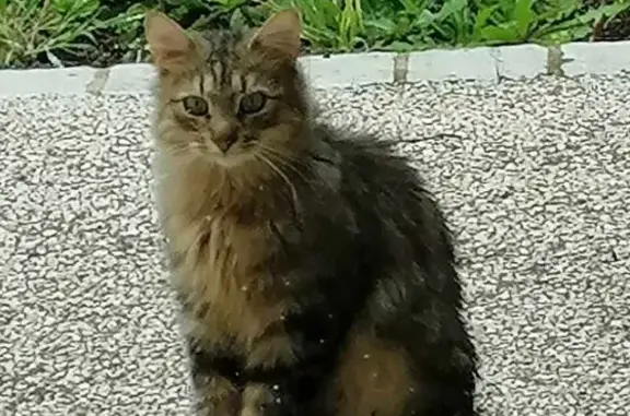 Chat disparu, mâle pucé, route des Demoiselles - photo